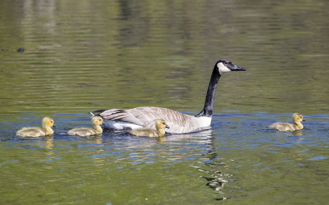 Are you a duck or a goose when deciding how to lead? – by Terry Betker