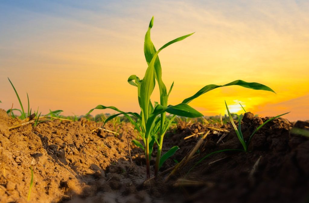 Crop price cycles have a habit of repeating themselves – by Terry Betker
