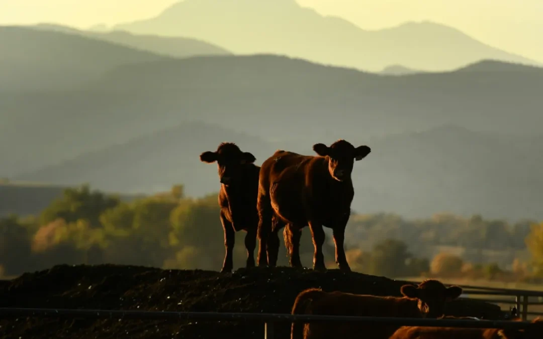Streamline Your Farm’s Payroll with Backswath Management’s Professional Payroll Service – By Jory Janzen